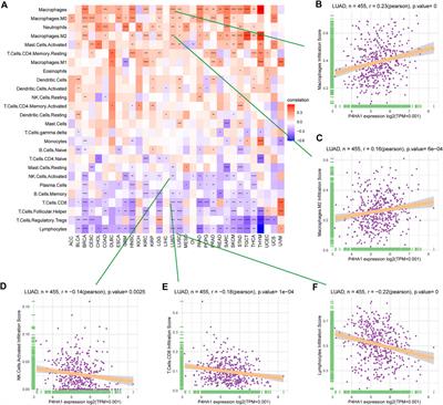 P4HA1, a Prognostic Biomarker that Correlates With Immune Infiltrates in Lung Adenocarcinoma and Pan-Cancer